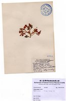 藏品(Ptilonia okadae Yamada)的圖片